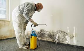 Why You Should Choose Our Mold Remediation Services in Air Force Academy, CO